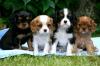 Питомник собак King charles Spaniel Puppies Available 
