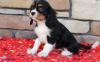 Dog breeders, dog kennels Cavalier King Charles Spaniel Puppies for adoption 