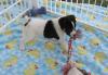 Dog breeders, dog kennels Jack Russell Terrier Available 