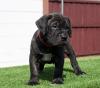 Dog breeders, dog kennels Bullmastiff puppies available 