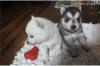 Dog breeders, dog kennels Blue Eyes Pomsky Puppies Available 