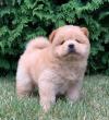 Dog breeders, dog kennels Chow chow Puppies 
