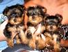 Dog breeders, dog kennels Teacup Yorkshire Terrier Puppies Available 
