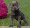 Dog breeders, dog kennels Cane Corso  Puppies Available 