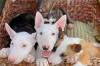Dog breeders, dog kennels Bull Terrier  Puppies Available 