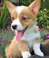 Dog breeders, dog kennels Male and female Pembroke Welsh Corgi puppies available 