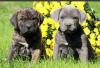 Питомник собак Cane Corso  Puppies Available 