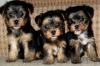 Питомник собак Teacup Yorkshire Terrier Puppies Available 