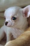 Dog breeders, dog kennels Purebred tiny Chihuahua puppies 