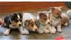 Dog breeders, dog kennels Pembroke Welsh Corgi Puppies Available 