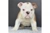 Dog breeders, dog kennels English Bulldog Puppies Available 