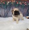 Dog breeders, dog kennels Pug  Puppies Available 