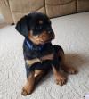 Dog breeders, dog kennels Rottweiler Puppies Available 