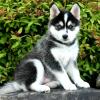 Dog breeders, dog kennels male and female Pomsky Puppies available respectively 