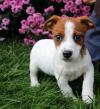 Pet shop jack russell puppies 