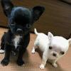 Pet shop chihuahua Puppies 