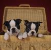 Pet shop Bosten Terrier puppies 