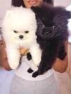 Pet shop pomeranian Puppies 