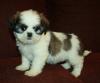 Pet shop Shih Tzu puppies 