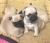 Pet shop Pug  Puppies Available 