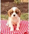 Dog breeders, dog kennels King charles Spaniel Puppies Available 