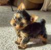 Pet shop Home Trained Yorkshire Terrier Puppies 