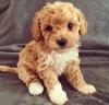 Dog breeders, dog kennels Adorable male and female Bichpoo puppies 