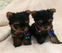 Puppies for sale yorkshire terrier - USA, Louisiana, Lafayette. Price 180 $