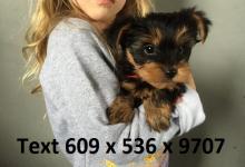 Puppies for sale yorkshire terrier - USA, Texas, Houston. Price 180 $