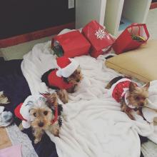 Puppies for sale yorkshire terrier - Russia, St. Petersburg. Price 200 €