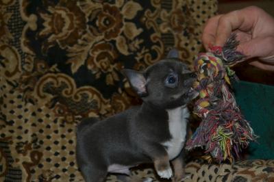 Продам щенка Чихуахуа - Украина, Луганск. Цена 6000 гривен