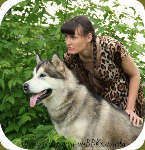 Продам щенка Аляскинский маламут - Украина, Донецк. Цена 8000 гривен