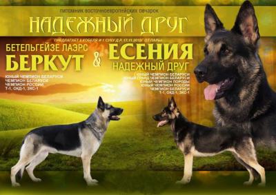 Продам щенка Восточноевропейская овчарка - Беларусь, Полоцк. Цена 250 долларов