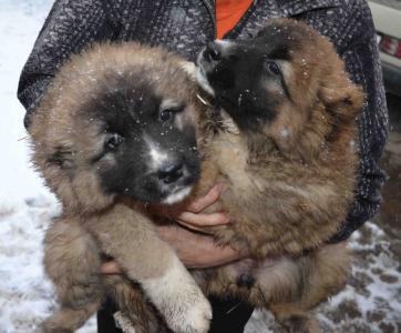 Продам щенка Кавказская овчарка - Киргизия, Бишкек. Цена 100 долларов