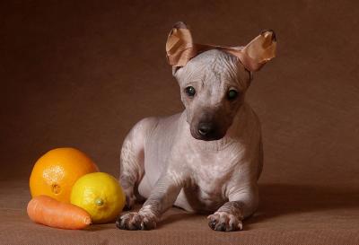 Продам щенка Мексиканская голая собачка - Россия, Саров. Цена 40000 рублей