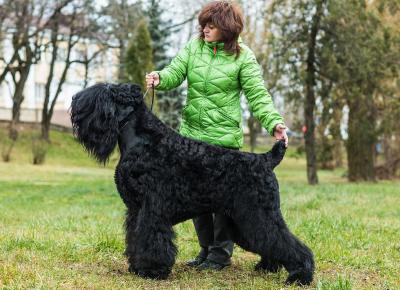 Продам щенка Русский черный терьер - Грузия, Тбилиси. Цена 520 долларов