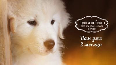 Продам щенка Маремма - Россия, Москва. Щенки из питомника 