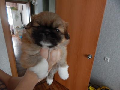 Продам щенка Пекинес - Россия, Новосибирск. Цена 5000 рублей