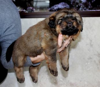 Продам щенка Тибетский мастиф - Россия, Краснодар. Цена 60000 рублей