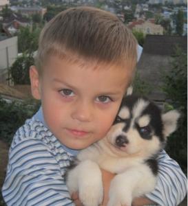 Продам щенка Хаски - Россия, Московская область. Цена 7000 рублей