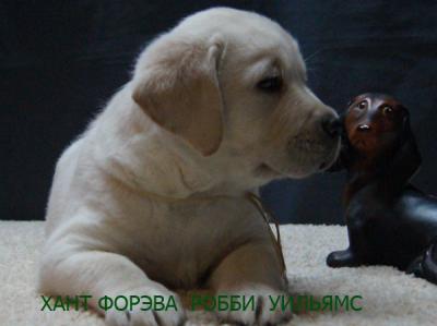 Продам щенка Лабрадор-ретривер - Россия, Москва. Цена 40000 рублей