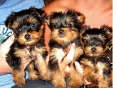 Puppies for sale yorkshire terrier - USA, Colorado, Denver. Price 200 $