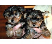 Puppies for sale yorkshire terrier - USA, Texas. Price 200 $
