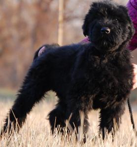 Продам щенка Русский черный терьер - Украина, Полтава. Цена 5800 рублей