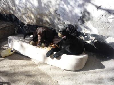 Продам щенка Лабрадор - Россия, Севастополь. Цена 16000 рублей