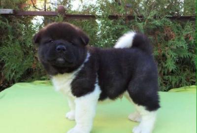 Продам щенка Акита, акита-ину - Азербайджан, Баку. Цена 300 долларов