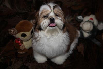 Продам щенка Ши-тцу - Украина, Полтава. Цена 15000 гривен