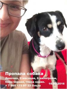 Пропала собака Беспородная - Россия, Москва