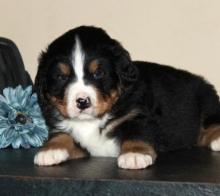 Puppies for sale bernese mountain dog - USA, California. Price 500 $