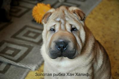 Продам щенка Шарпей - Россия, Москва. Цена 25000 рублей